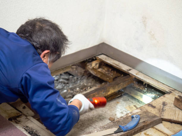Best Mold Damage Repair  in Little Falls, MN