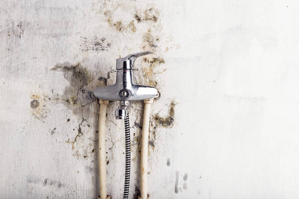 Best Professional Mold Removal  in Little Falls, MN