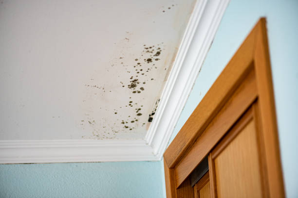 Best Home Mold Removal  in Little Falls, MN