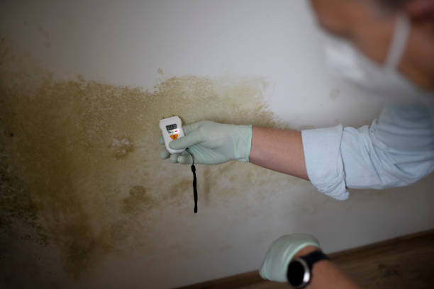 Best Affordable Mold Removal  in Little Falls, MN