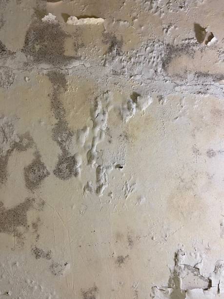Best Fast Mold Removal  in Little Falls, MN