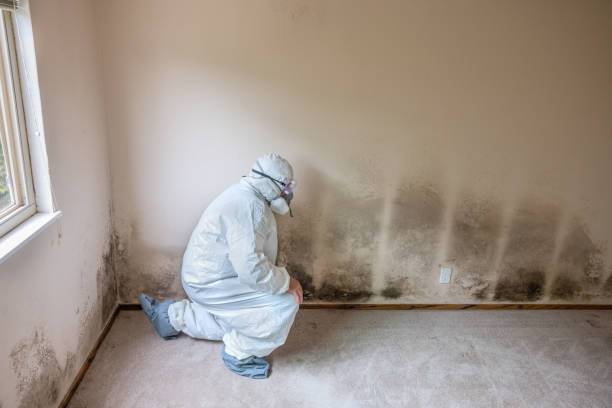 Best Office Mold Removal Services  in Little Falls, MN