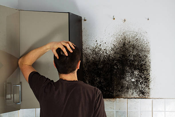 Best Same-Day Mold Removal  in Little Falls, MN