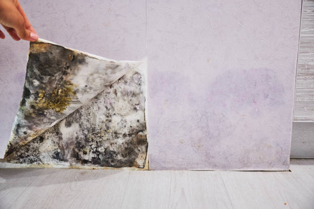 Best Mold Remediation  in Little Falls, MN
